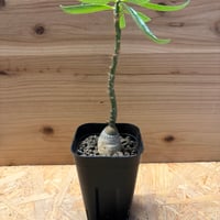 パキポディウム　サキュレンタム