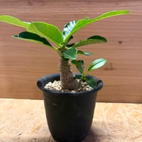 パキポディウム　ウィンゾリー