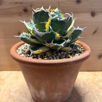 アガベ　チタノタ　'白鯨錦'