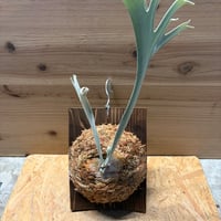 ビカクシダ　'エルサ'