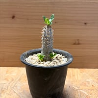 パキポディウム　'タッキー'