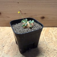オトンナ　カカリオイデス