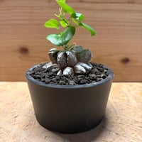 ディオスコレア　エレファンティペス　亀甲竜