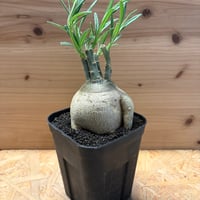 パキポディウム　サキュレンタム