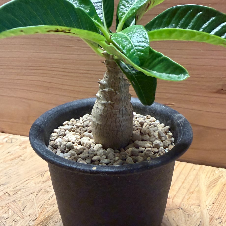 6aaa0d448ff7954d3ee77694