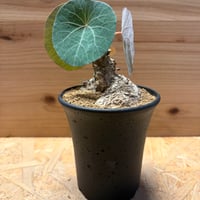 ステファニア　カーウィサキー