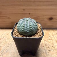 ユーフォルビア　オベサ