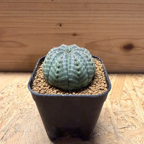 ユーフォルビア　オベサ