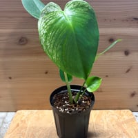 モンステラ　デリシオーサ　'デビルモンスター'