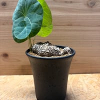ステファニア　カーウィサキー