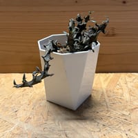 セロペギア　ボッセリ