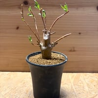 オトンナ　ロバタ