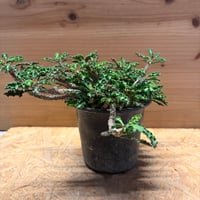 ユーフォルビア　デカリー