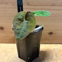 アンスリウム　'ノワールフルーツ'×フォルゲッティ