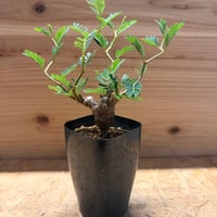 センナ　メリディオナリス