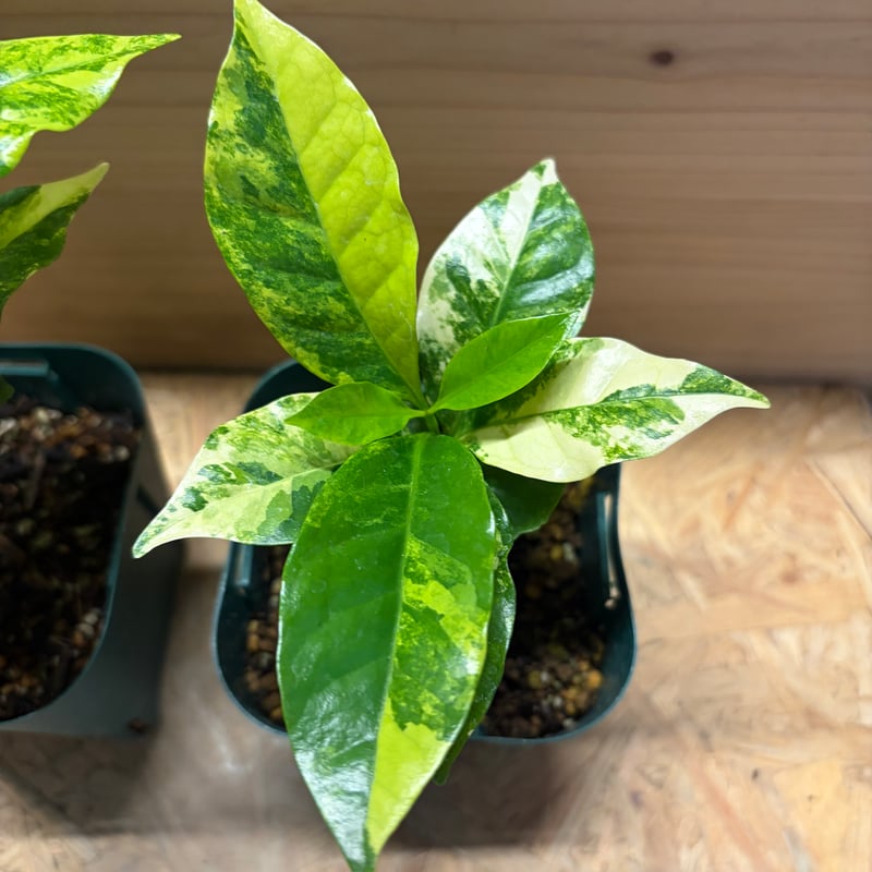 美株！斑入り コーヒーの木 観葉植物 コーヒーの木 斑入り | GREEN LUCK