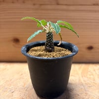 ドルステニア　ホルウッディ