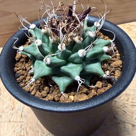 ツルビニカルプス　アロンソイ
