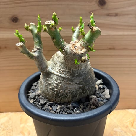 パキポディウム　デカリー
