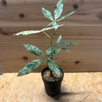 パキラ　グラブラ　斑入り