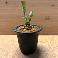 オトンナ　ヘレー