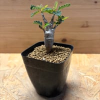 センナ　メリディオナリス