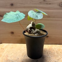 ステファニア　カーウィサキー