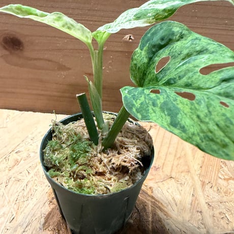 モンステラ　アダンソニー　'モトルドミント'