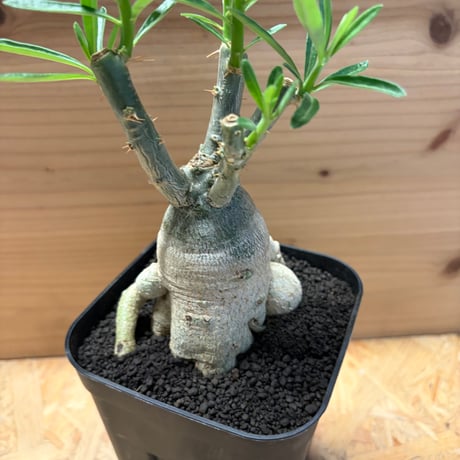 パキポディウム  サキュレンタム