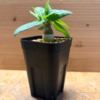 アデニア　ペチュエリー
