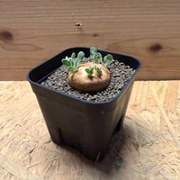 オトンナ　カカリオイデス