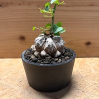 ディオスコレア　エレファンティペス　亀甲竜