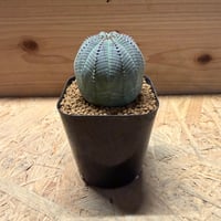 ユーフォルビア　オベサ