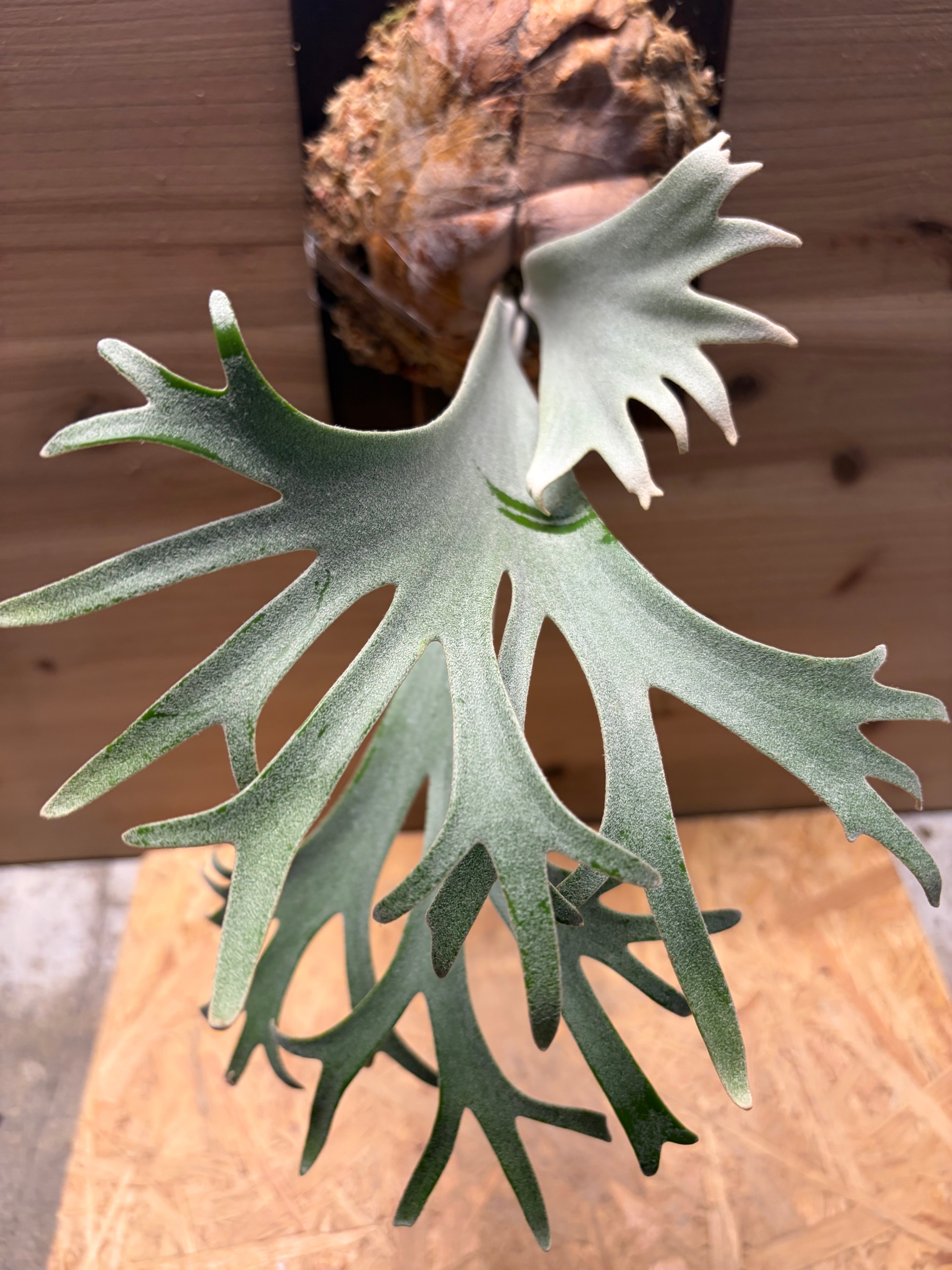 ビカクシダ 'オメガ' | GREEN LUCK