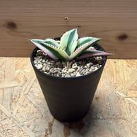アガベ　チタノタ　'スナグルトゥース'