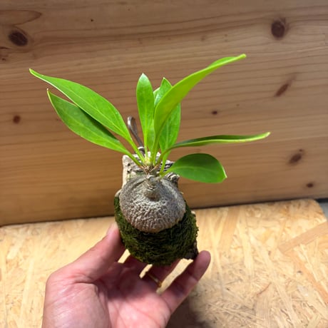 ミルメコディア　ベッカリー