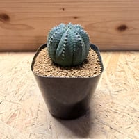 ユーフォルビア　オベサ