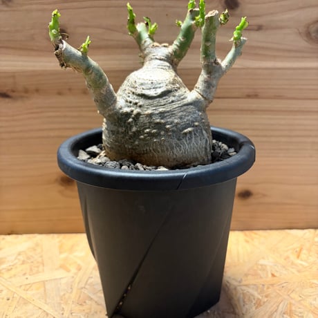 パキポディウム　デカリー