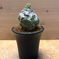 ユーフォルビア　オールドオベサ