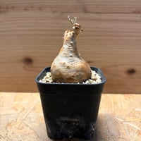 キフォステンマ　ベティフォルメ　ナロータイプ