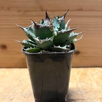 アガベ　チタノタ　'ノーネーム'