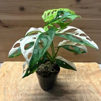モンステラ　アダンソニー　斑入り