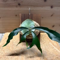 ビカクシダ　マセラッティ