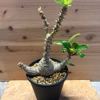 パキポディウム　ウィンゾリー
