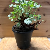 ペラルゴニウム　ミラビレ