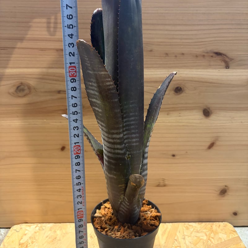 ビルベルギア　ダースベイダー　大株② ビルベルギア 'ダースベイダー' | GREEN LUCK