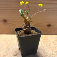 オトンナ　ヘレー