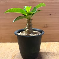 パキポディウム　ウィンゾリー