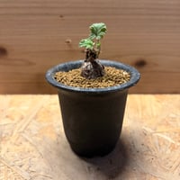 ペラルゴニウム　ロバツム