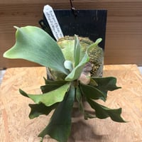 ビカクシダ　ミックススポア